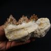 Mandíbula parcial de Dorudon atrox
