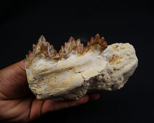 Mandíbula parcial de Dorudon atrox