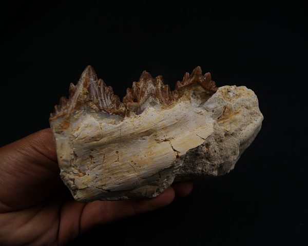 Mandíbula parcial de Dorudon atrox