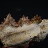 Mandíbula parcial de Dorudon atrox