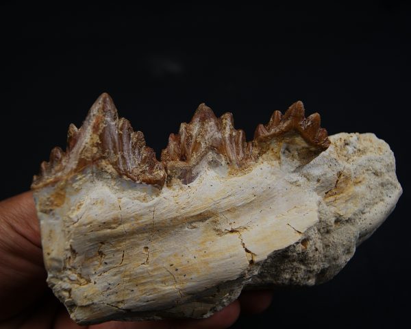 Mandíbula parcial de Dorudon atrox