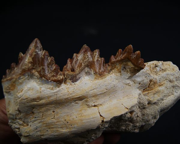 Mandíbula parcial de Dorudon atrox