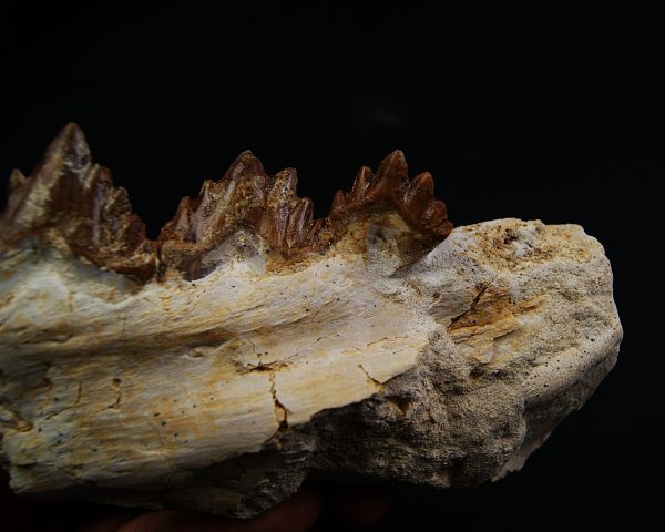 Mandíbula parcial de Dorudon atrox