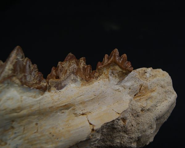 Mandíbula parcial de Dorudon atrox
