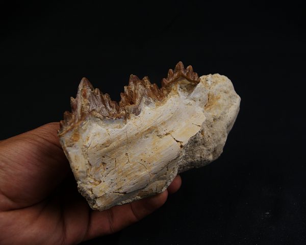 Mandíbula parcial de Dorudon atrox