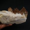 Mandíbula parcial de Dorudon atrox