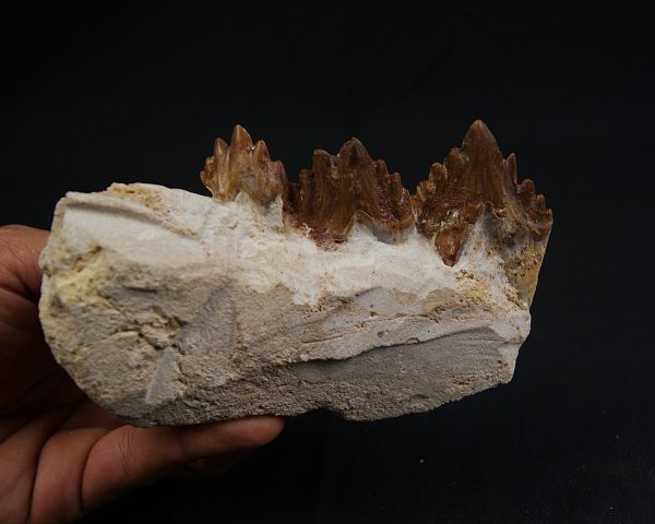 Mandíbula parcial de Dorudon atrox