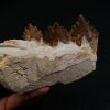 Mandíbula parcial de Dorudon atrox