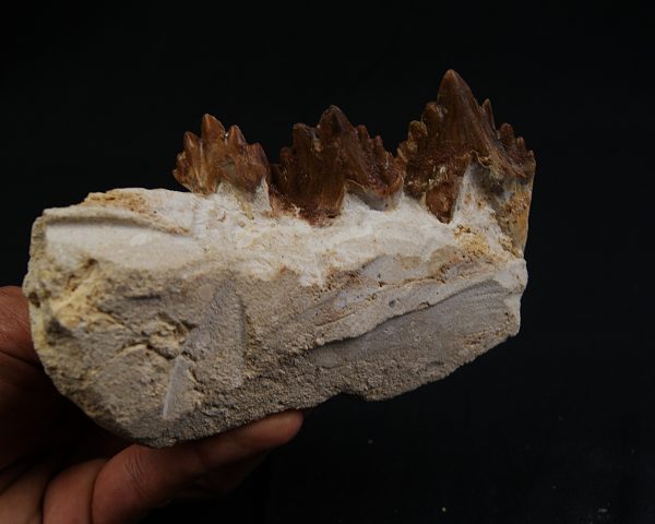 Mandíbula parcial de Dorudon atrox