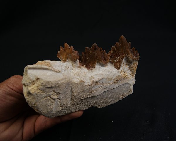 Mandíbula parcial de Dorudon atrox