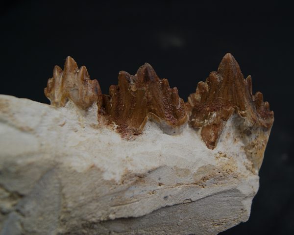 Mandíbula parcial de Dorudon atrox