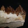 Mandíbula parcial de Dorudon atrox