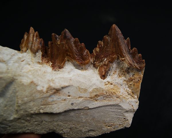 Mandíbula parcial de Dorudon atrox