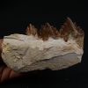 Mandíbula parcial de Dorudon atrox