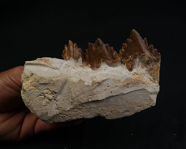 Mandíbula parcial de Dorudon atrox