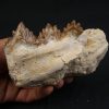 Mandíbula parcial de Dorudon atrox
