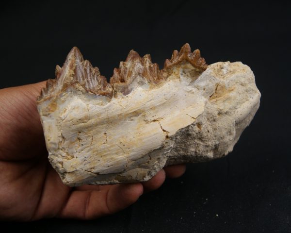 Mandíbula parcial de Dorudon atrox