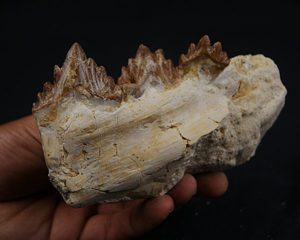 Mandíbula parcial de Dorudon atrox