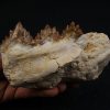 Mandíbula parcial de Dorudon atrox