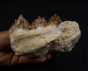 Mandíbula parcial de Dorudon atrox