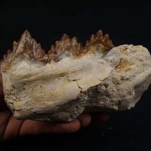 Mandíbula parcial de Dorudon atrox