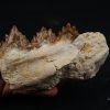 Mandíbula parcial de Dorudon atrox