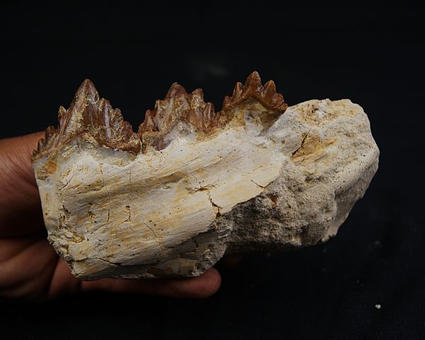 Mandíbula parcial de Dorudon atrox