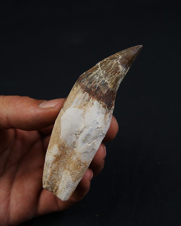 Colmillo de Basilosaurus