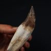 Colmillo de Basilosaurus