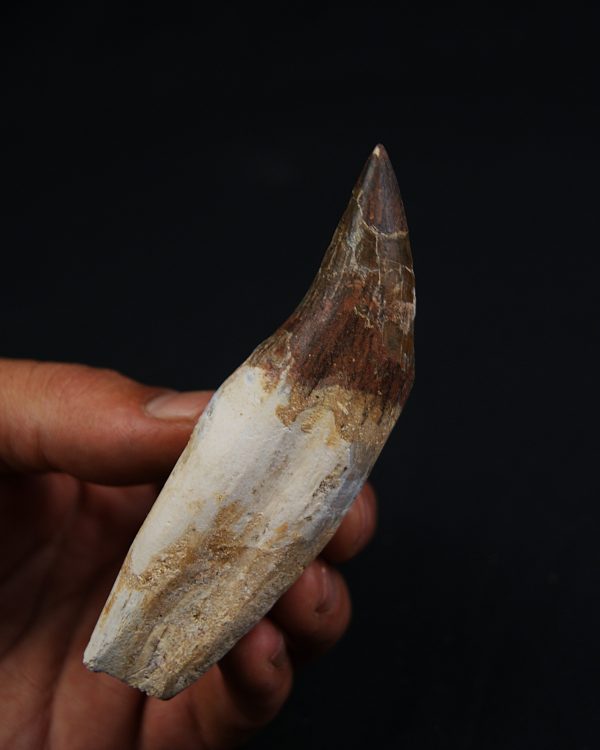 Colmillo de Basilosaurus