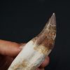 Colmillo de Basilosaurus