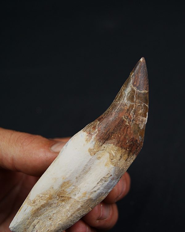 Colmillo de Basilosaurus