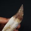Colmillo de Basilosaurus
