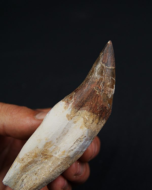 Colmillo de Basilosaurus