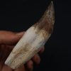 Colmillo de Basilosaurus