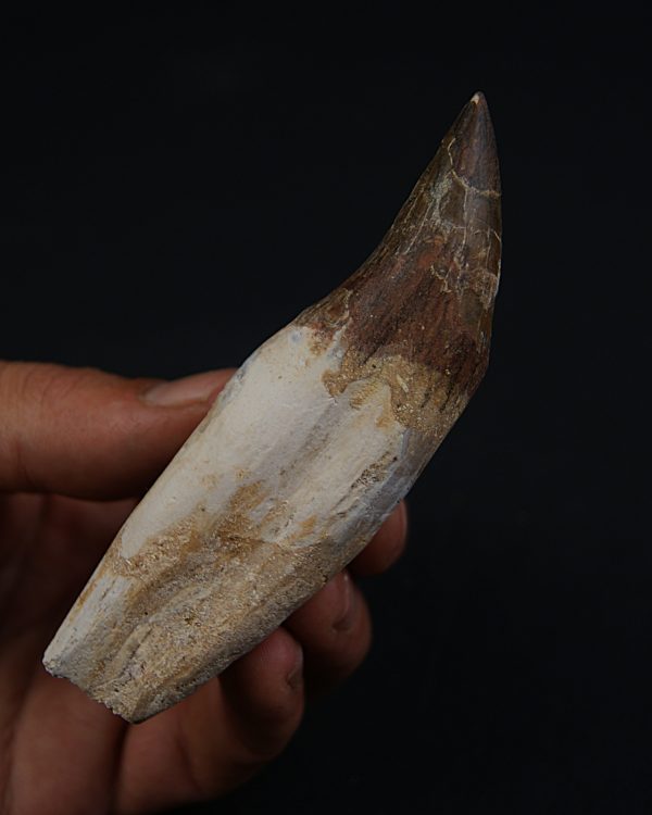 Colmillo de Basilosaurus