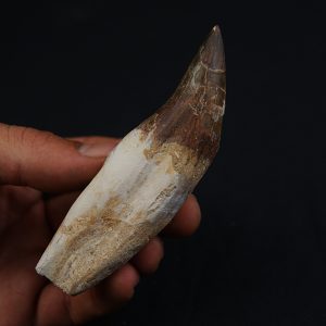 Colmillo de Basilosaurus