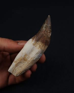 Colmillo de Basilosaurus