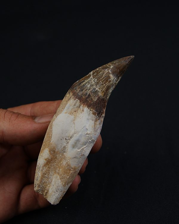Colmillo de Basilosaurus