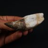 Colmillo de Basilosaurus