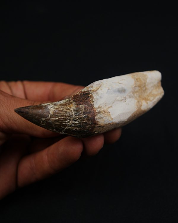 Colmillo de Basilosaurus