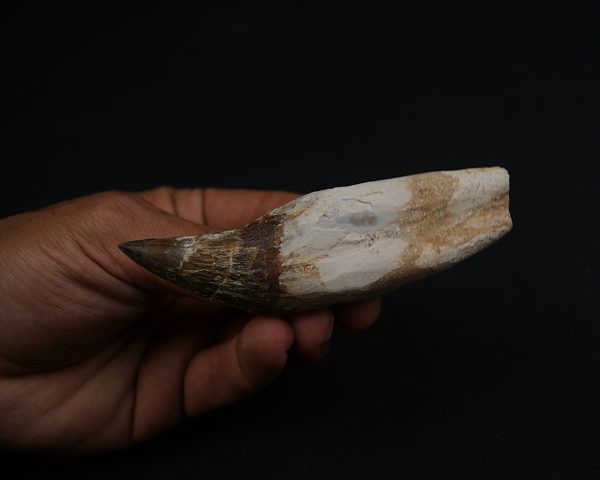 Colmillo de Basilosaurus