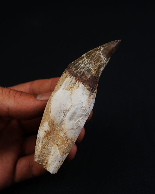 Colmillo de Basilosaurus