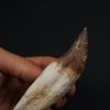 Colmillo de Basilosaurus