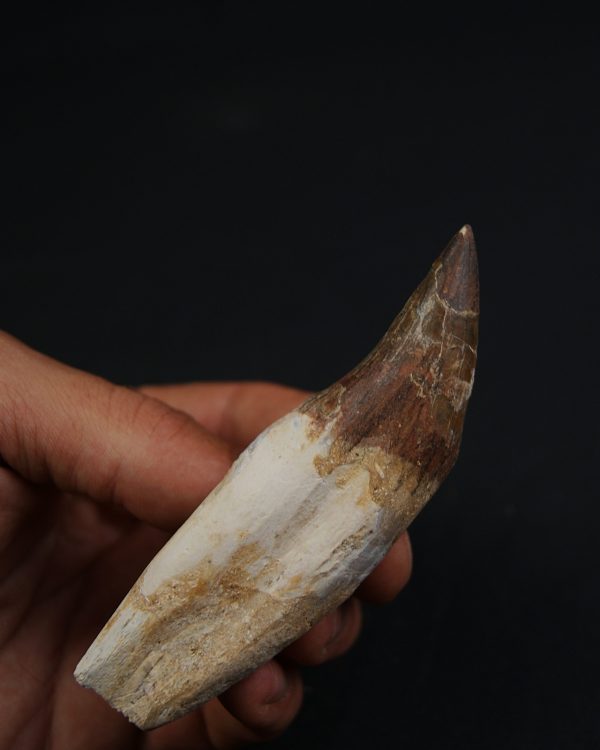 Colmillo de Basilosaurus