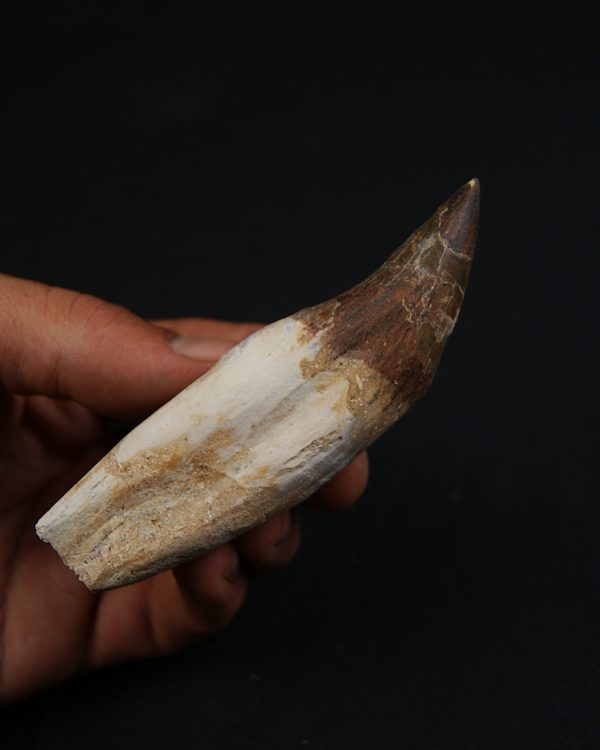 Colmillo de Basilosaurus