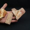 Costillas fósiles del Valle de Kem Kem