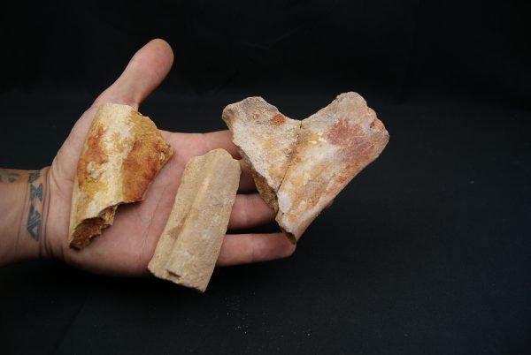 Costillas fósiles del Valle de Kem Kem