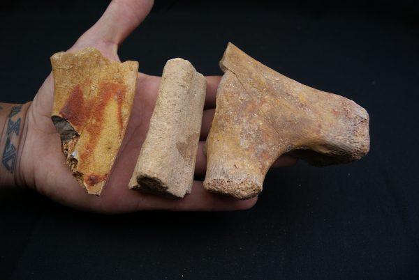 Costillas fósiles del Valle de Kem Kem