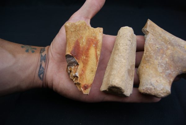Costillas fósiles del Valle de Kem Kem